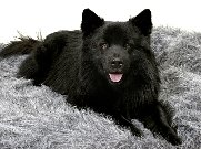 Lihkku  click to blow up