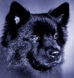 Lihkku portrait, 2.5 years - click to blow up