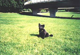 Lihkku i Rålambshovsparken