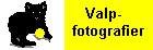 Fotografier av Lihkku som valp