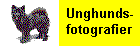 Fotografier av Lihkku som unghund