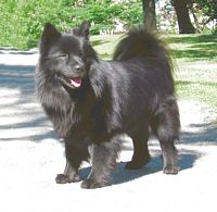 Lihkku  click to blow up