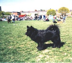 P� hundutst�llning som 1-�ring