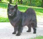 Lihkku  click to blow up