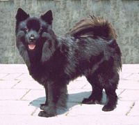 Lihkku st�ende, bclick to blow up>